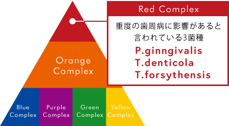 レッドコンプレックスと呼ばれる3菌種