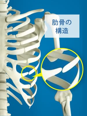 助骨の構造