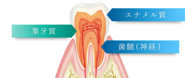 エナメル質・象牙質・歯髄（神経）