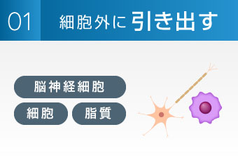 細胞外に引き出す（脳神経細胞、細胞、脂質）