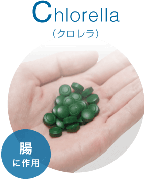 Chlorella(クロレラ)腸に作用