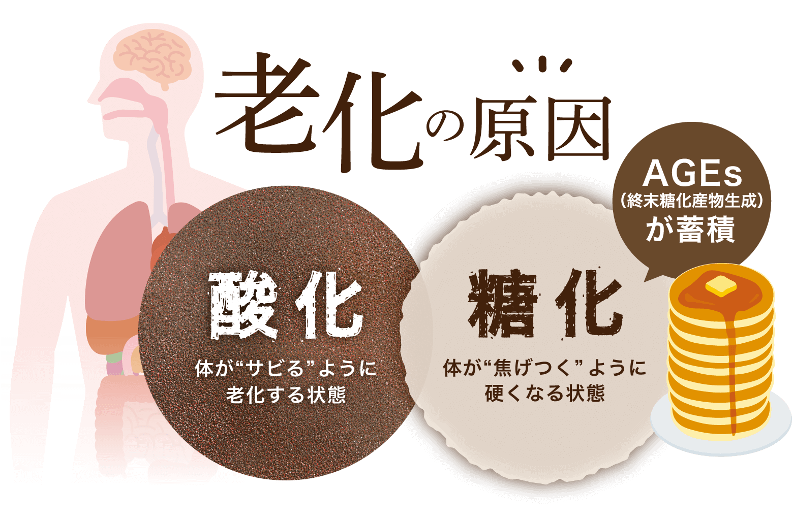 老化の原因
