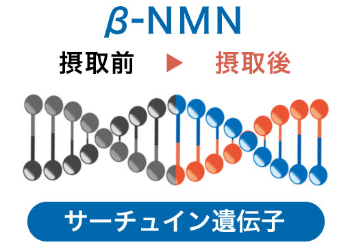 サーチュイン遺伝子とは