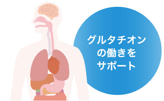 グルタチオンの働きをサポート